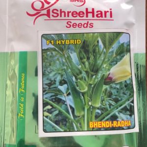 Radha bhendi seed