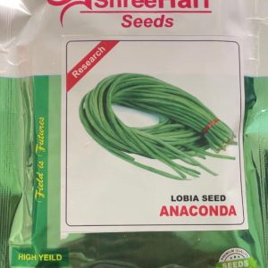 anaconda